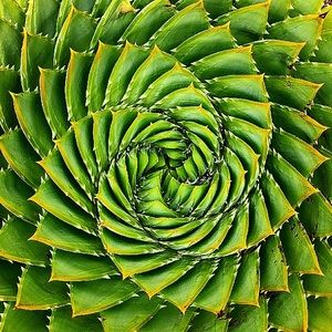 Meet your Posher, Parker